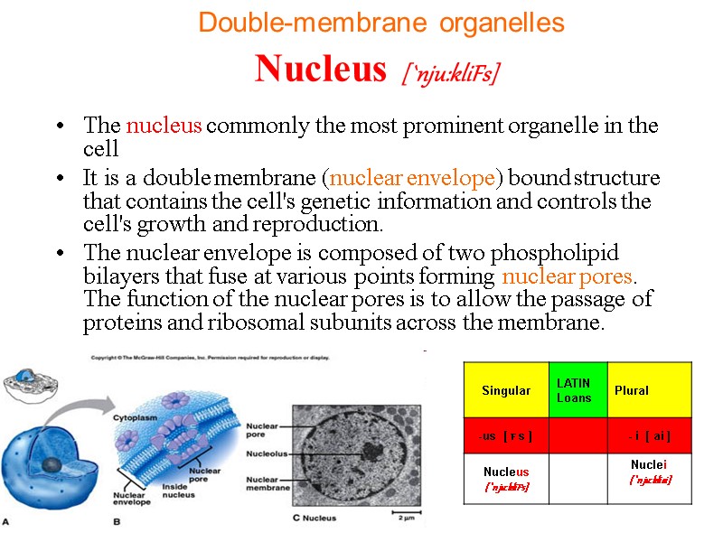 Nucleus [`nju:kliFs] The nucleus commonly the most prominent organelle in the cell  It